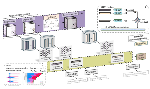 SHAP-CAT: An Interpretable Multi-Modal Framework Enhancing WSI Classification via Virtual Staining and Shapley-Value-Based Multimodal Fusion